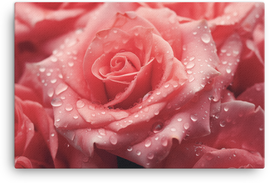 Morning Dew on Scarlet Rose Canvas Wall Art wall art