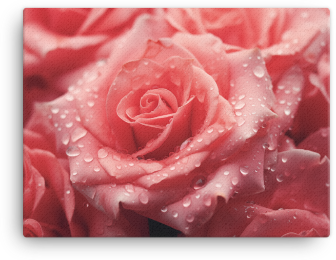 Morning Dew on Scarlet Rose Canvas Wall Art wall art