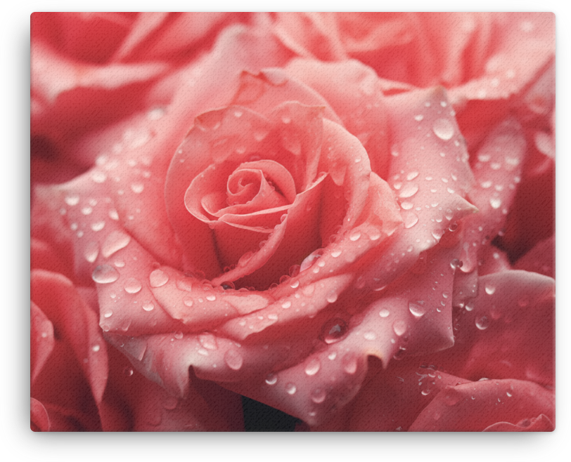 Morning Dew on Scarlet Rose Canvas Wall Art wall art