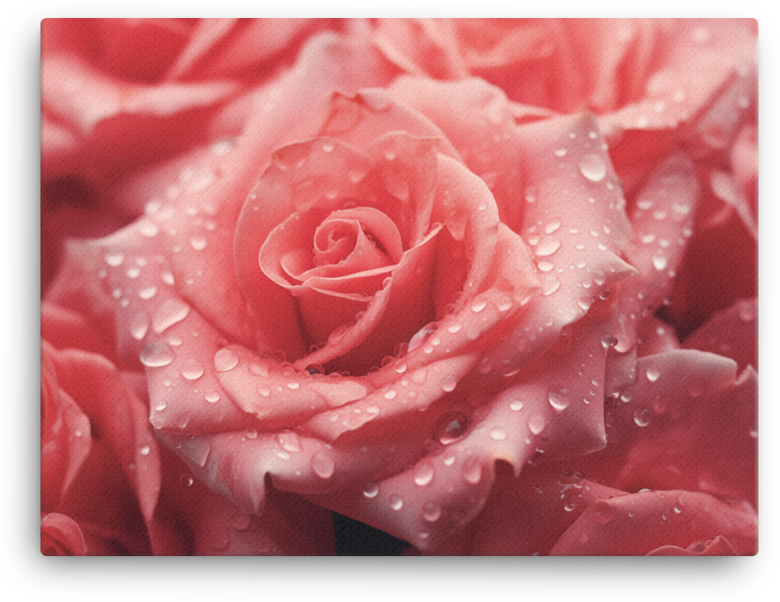 Morning Dew on Scarlet Rose Canvas Wall Art wall art
